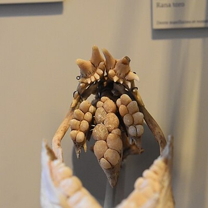 Photo de Muséum dhistoire naturelle de Bordeaux