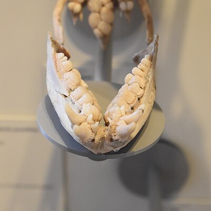 Photo de Muséum dhistoire naturelle de Bordeaux