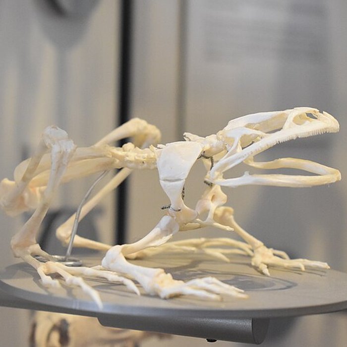 Photo de Muséum dhistoire naturelle de Bordeaux