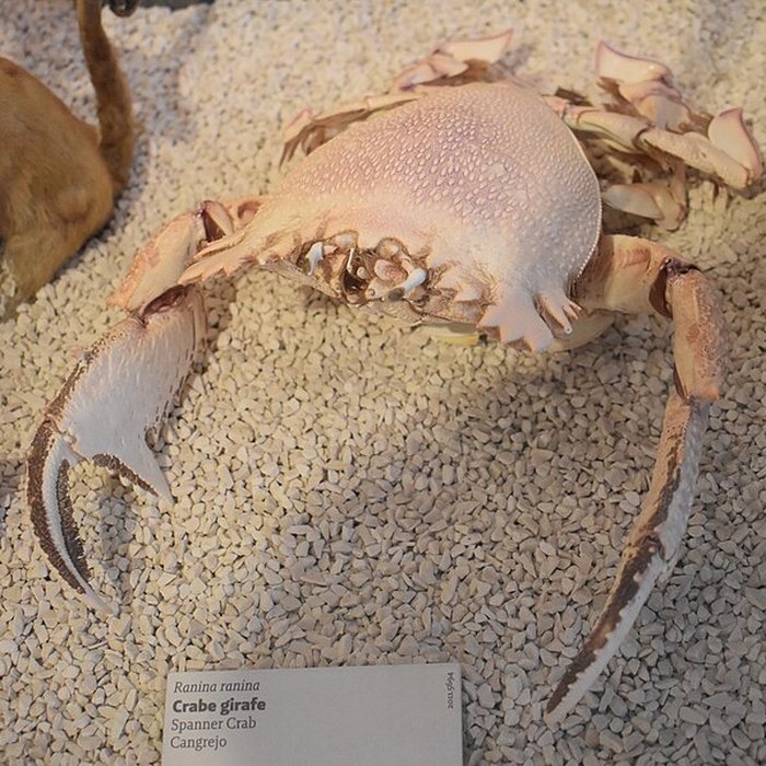 Photo de Muséum dhistoire naturelle de Bordeaux