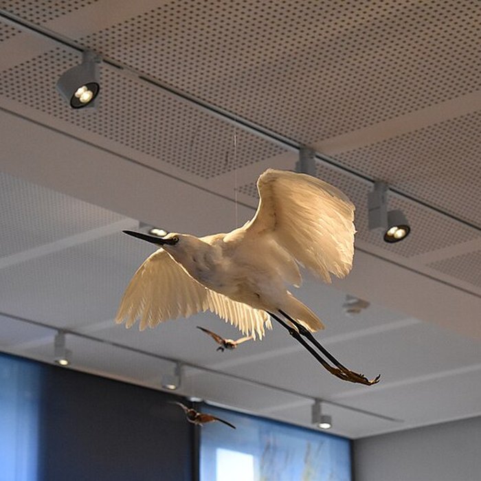 Photo de Muséum dhistoire naturelle de Bordeaux