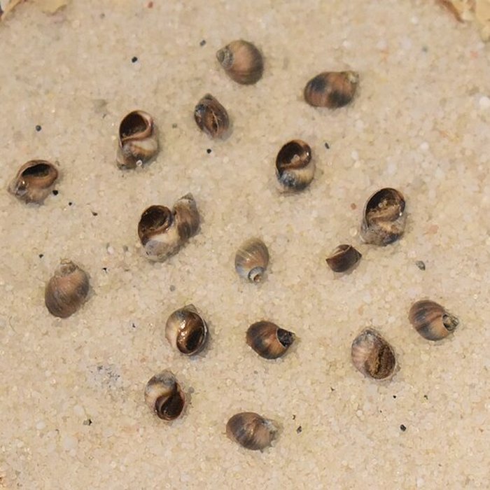 Photo de Muséum dhistoire naturelle de Bordeaux