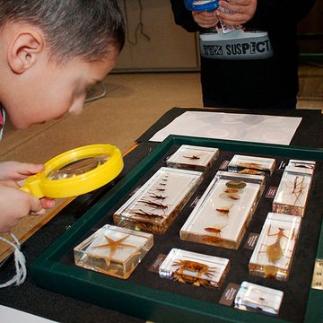 Muséum dhistoire naturelle de Bordeaux