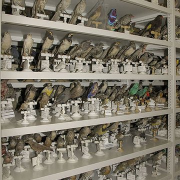 Muséum dhistoire naturelle de Bordeaux