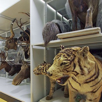 Muséum dhistoire naturelle de Bordeaux