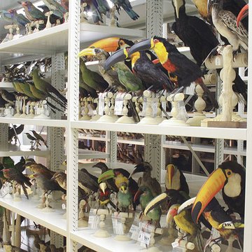 Muséum dhistoire naturelle de Bordeaux