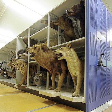 Muséum dhistoire naturelle de Bordeaux
