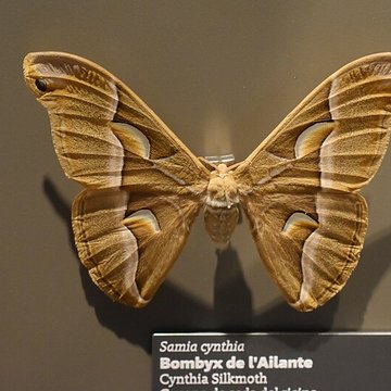 Muséum dhistoire naturelle de Bordeaux