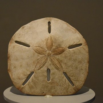 Muséum dhistoire naturelle de Bordeaux