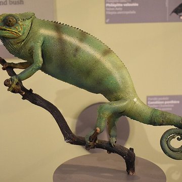 Muséum dhistoire naturelle de Bordeaux