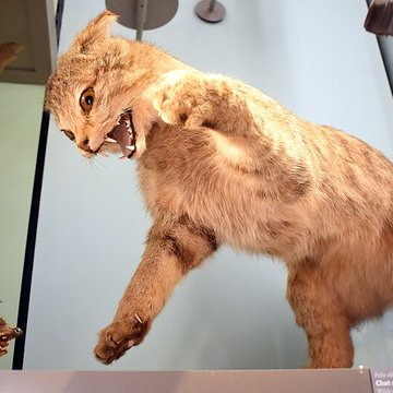 Muséum dhistoire naturelle de Bordeaux