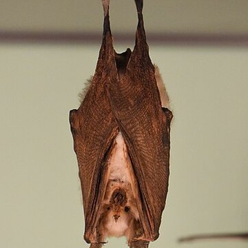 Muséum dhistoire naturelle de Bordeaux