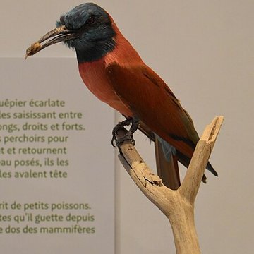 Muséum dhistoire naturelle de Bordeaux