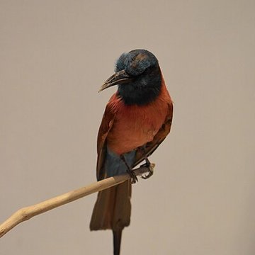 Muséum dhistoire naturelle de Bordeaux