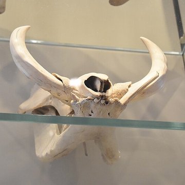 Muséum dhistoire naturelle de Bordeaux