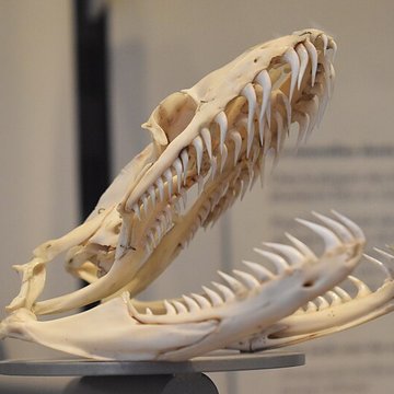 Muséum dhistoire naturelle de Bordeaux