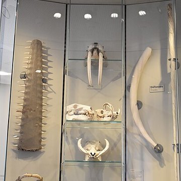 Muséum dhistoire naturelle de Bordeaux