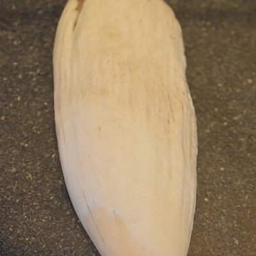 Muséum dhistoire naturelle de Bordeaux