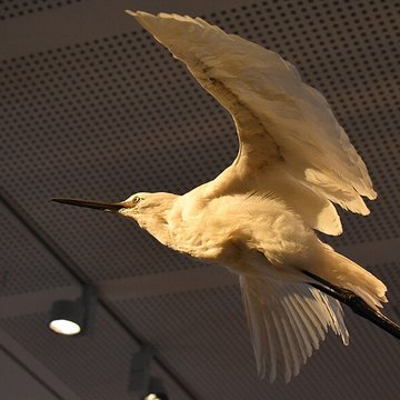 Muséum dhistoire naturelle de Bordeaux