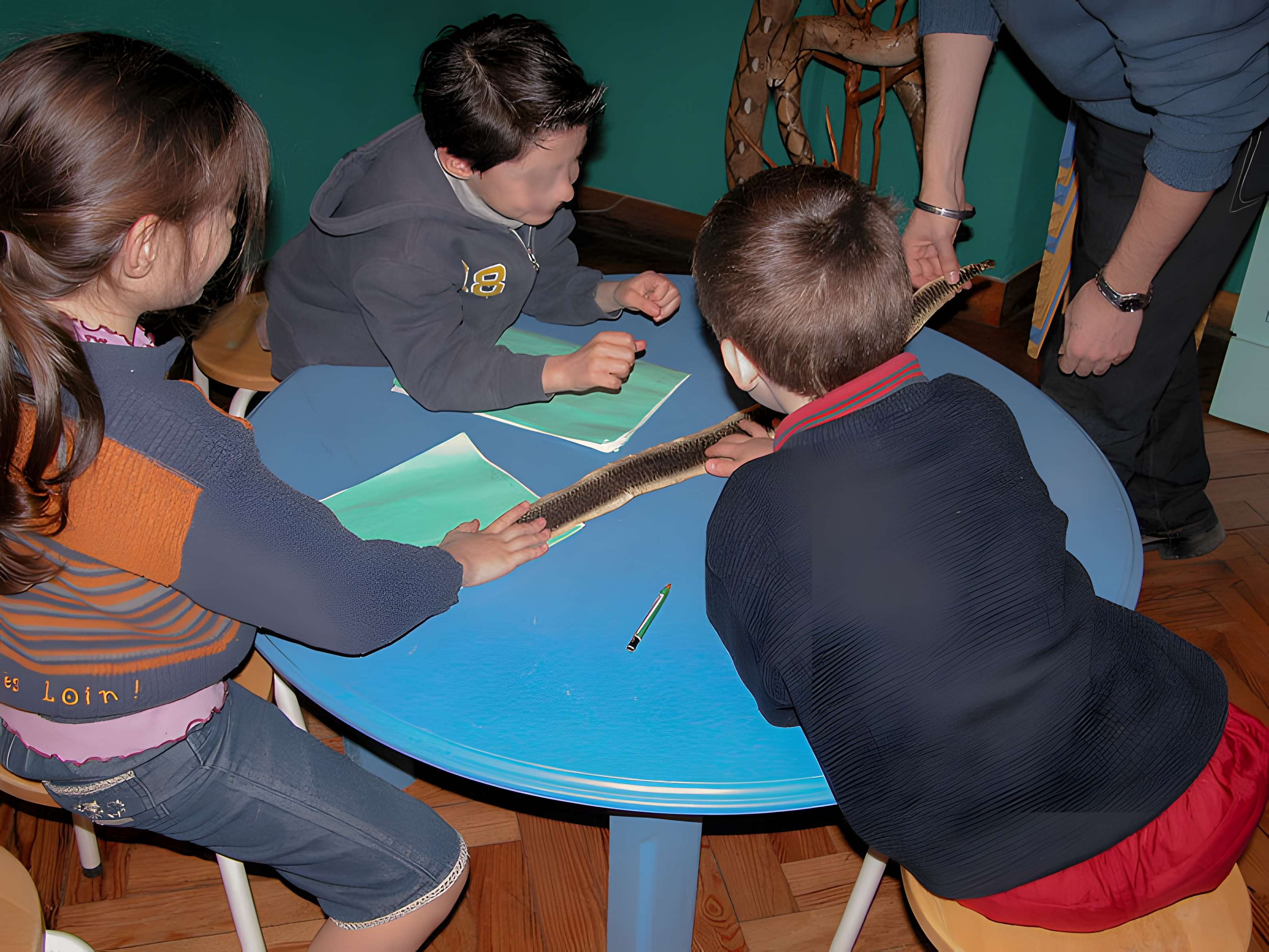 Muséum d'histoire naturelle de Bordeaux