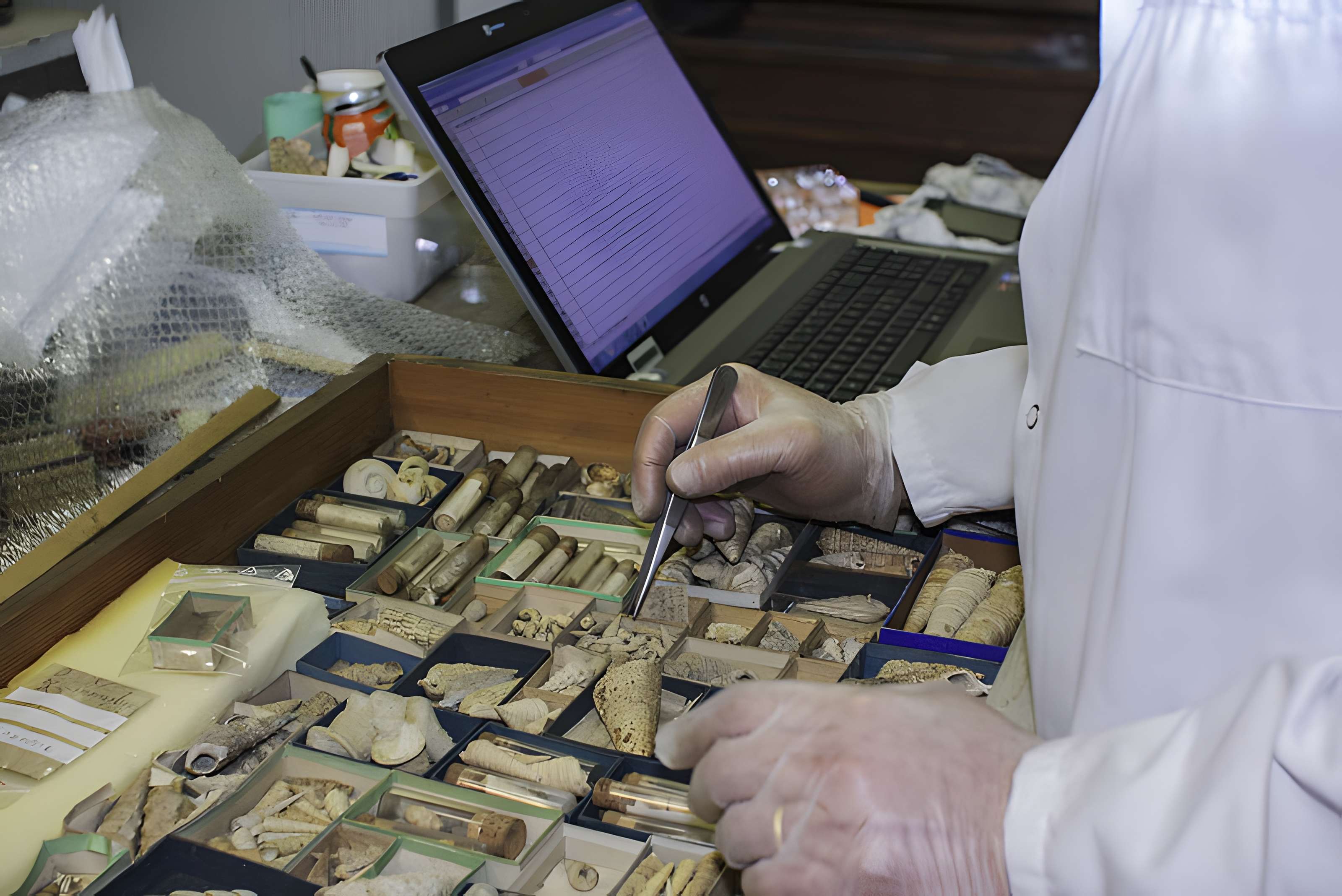 Muséum d'histoire naturelle de Bordeaux