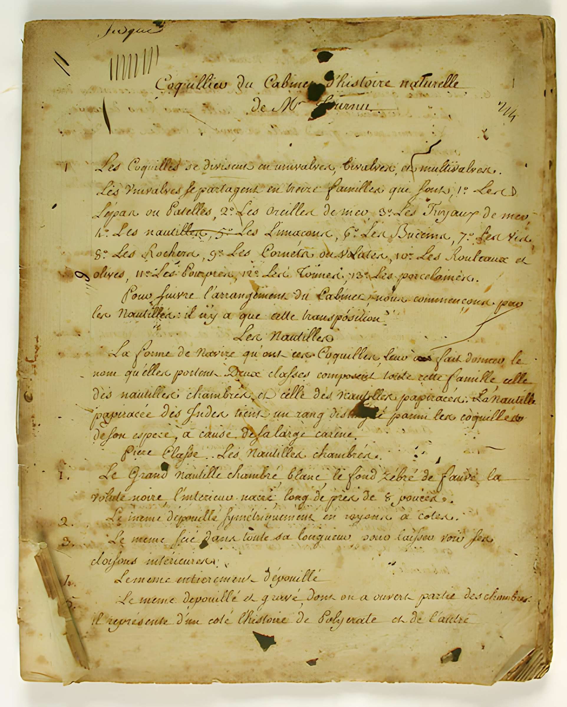 Muséum d'histoire naturelle de Bordeaux