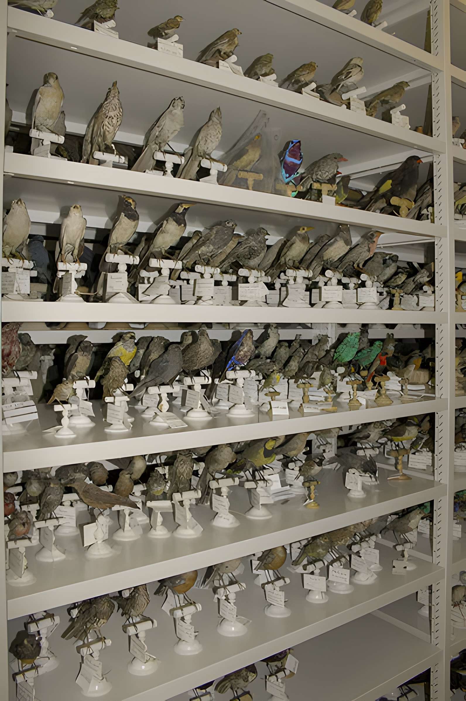 Muséum d'histoire naturelle de Bordeaux