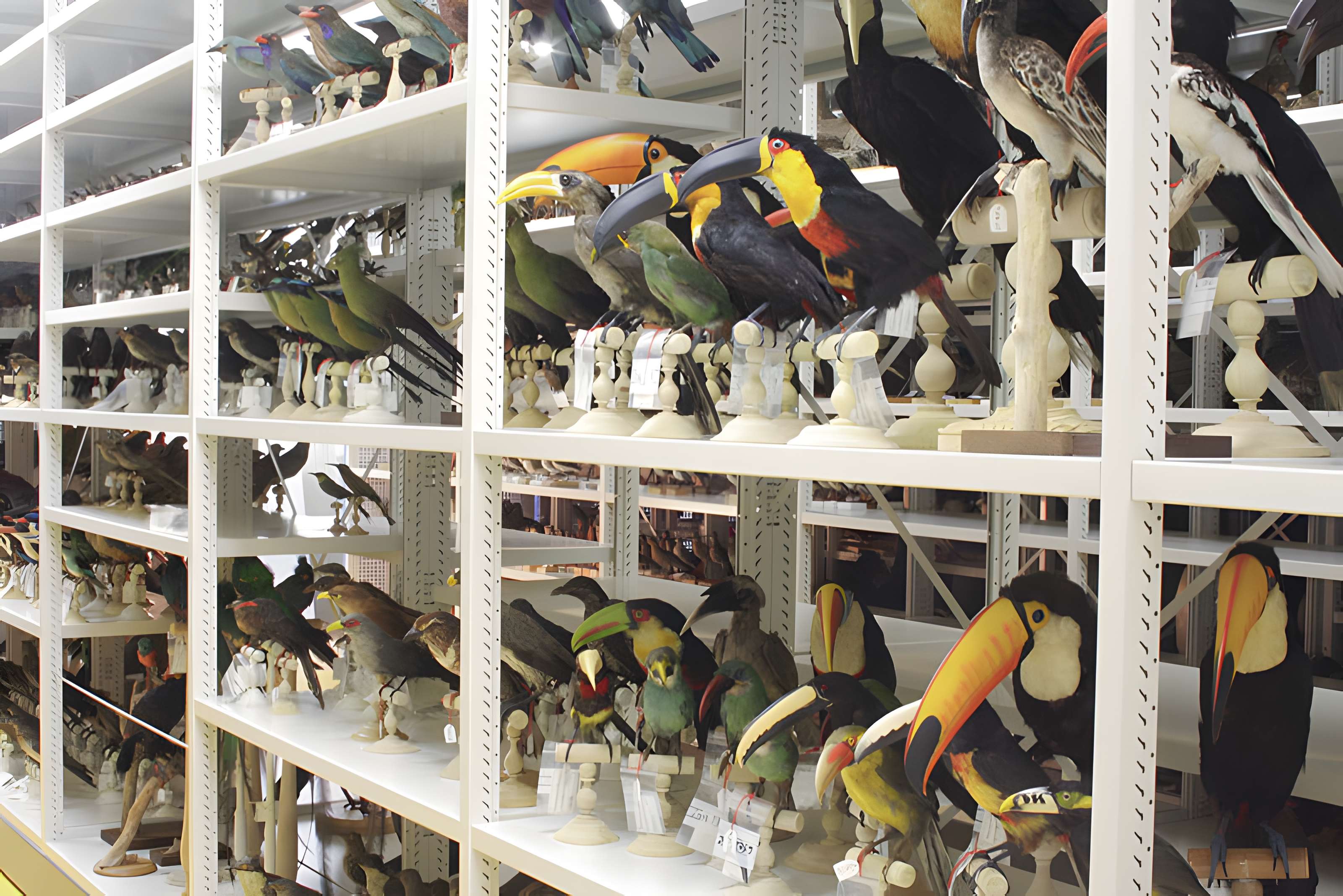 Muséum d'histoire naturelle de Bordeaux