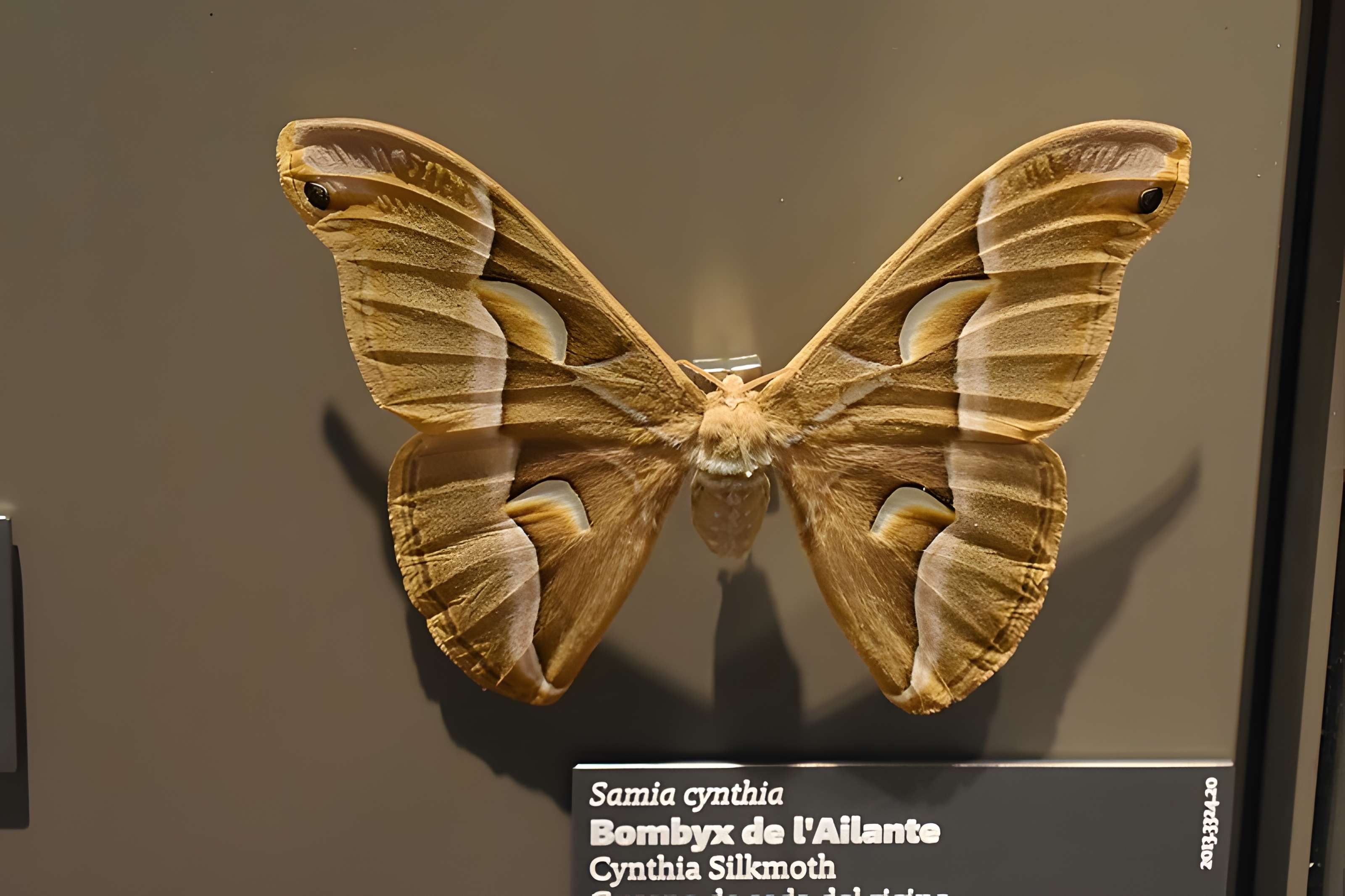 Muséum d'histoire naturelle de Bordeaux