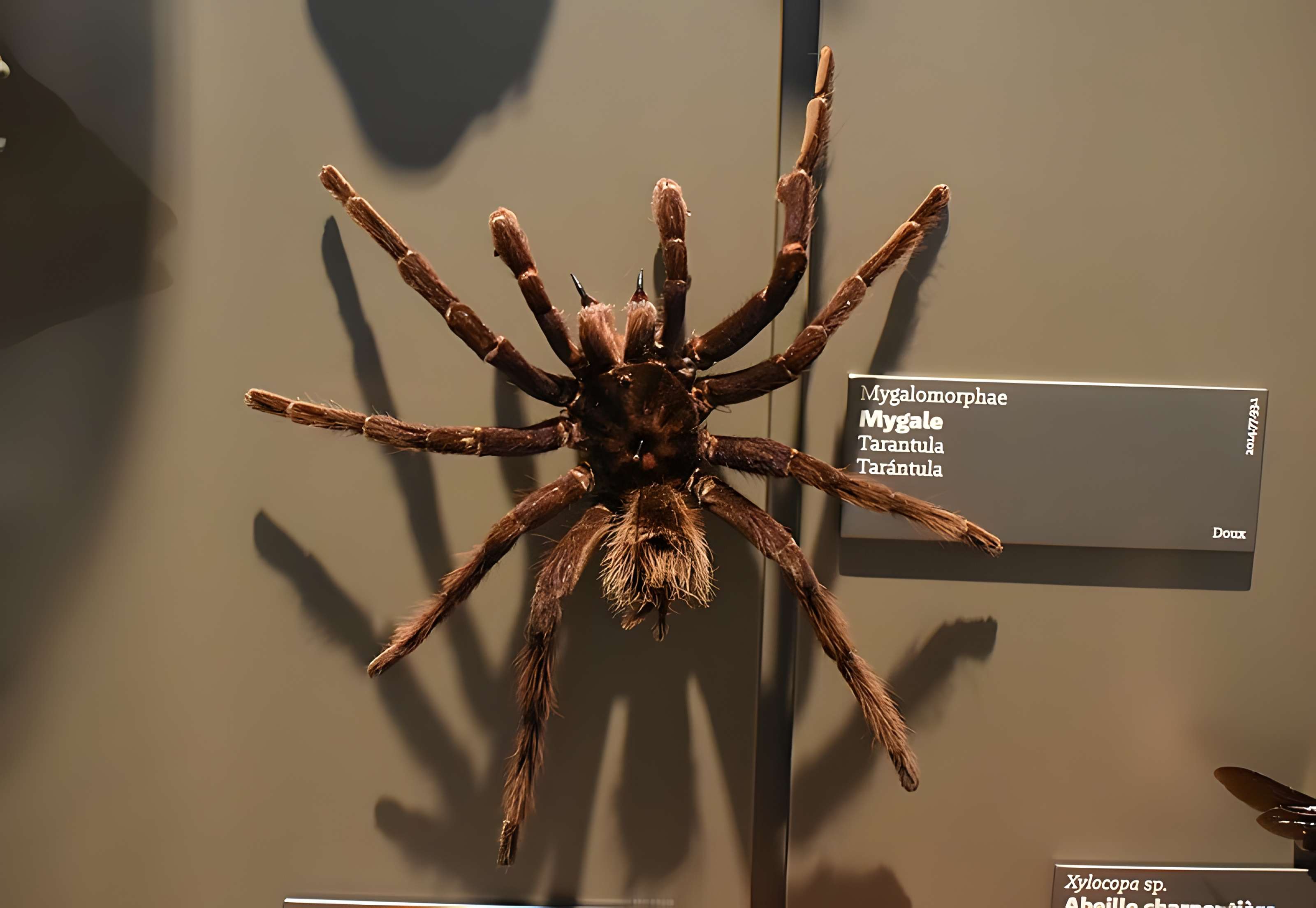 Muséum d'histoire naturelle de Bordeaux