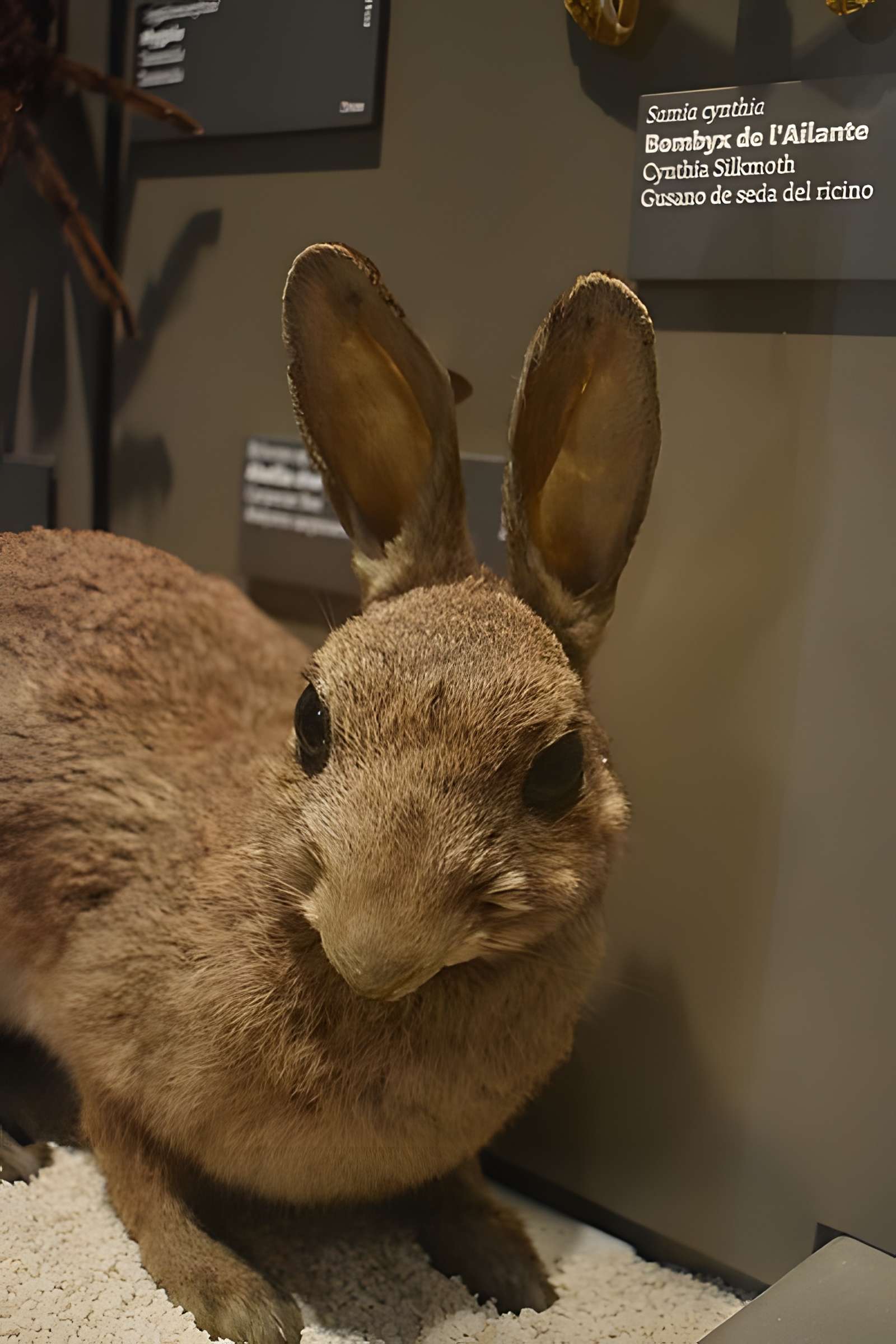 Muséum d'histoire naturelle de Bordeaux