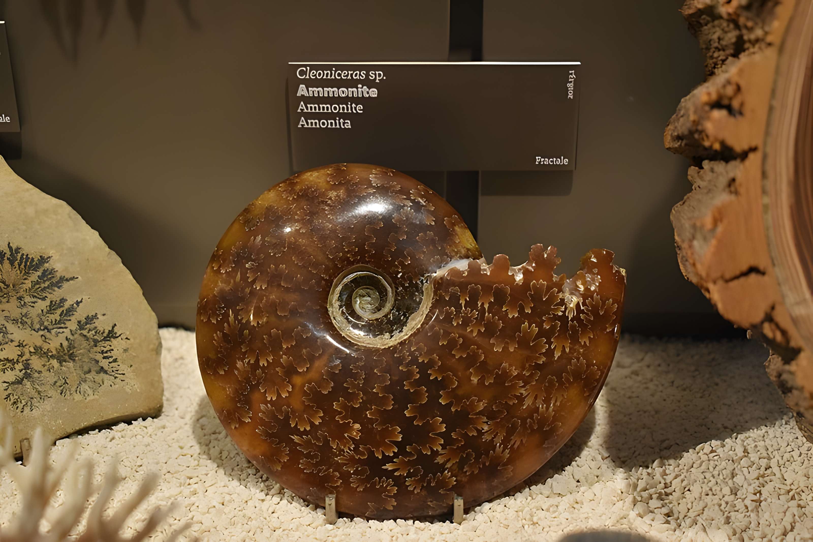 Muséum d'histoire naturelle de Bordeaux