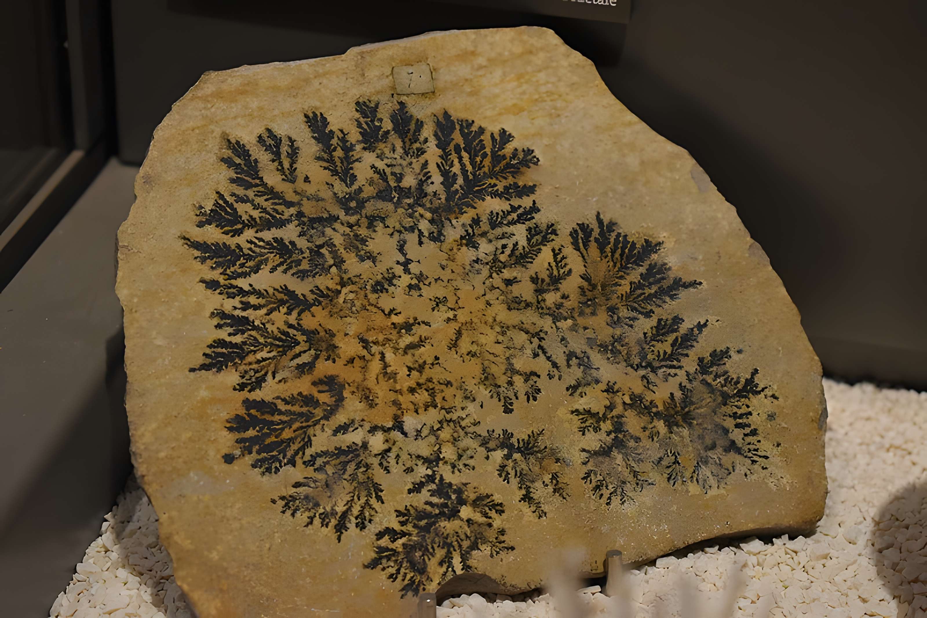 Muséum d'histoire naturelle de Bordeaux