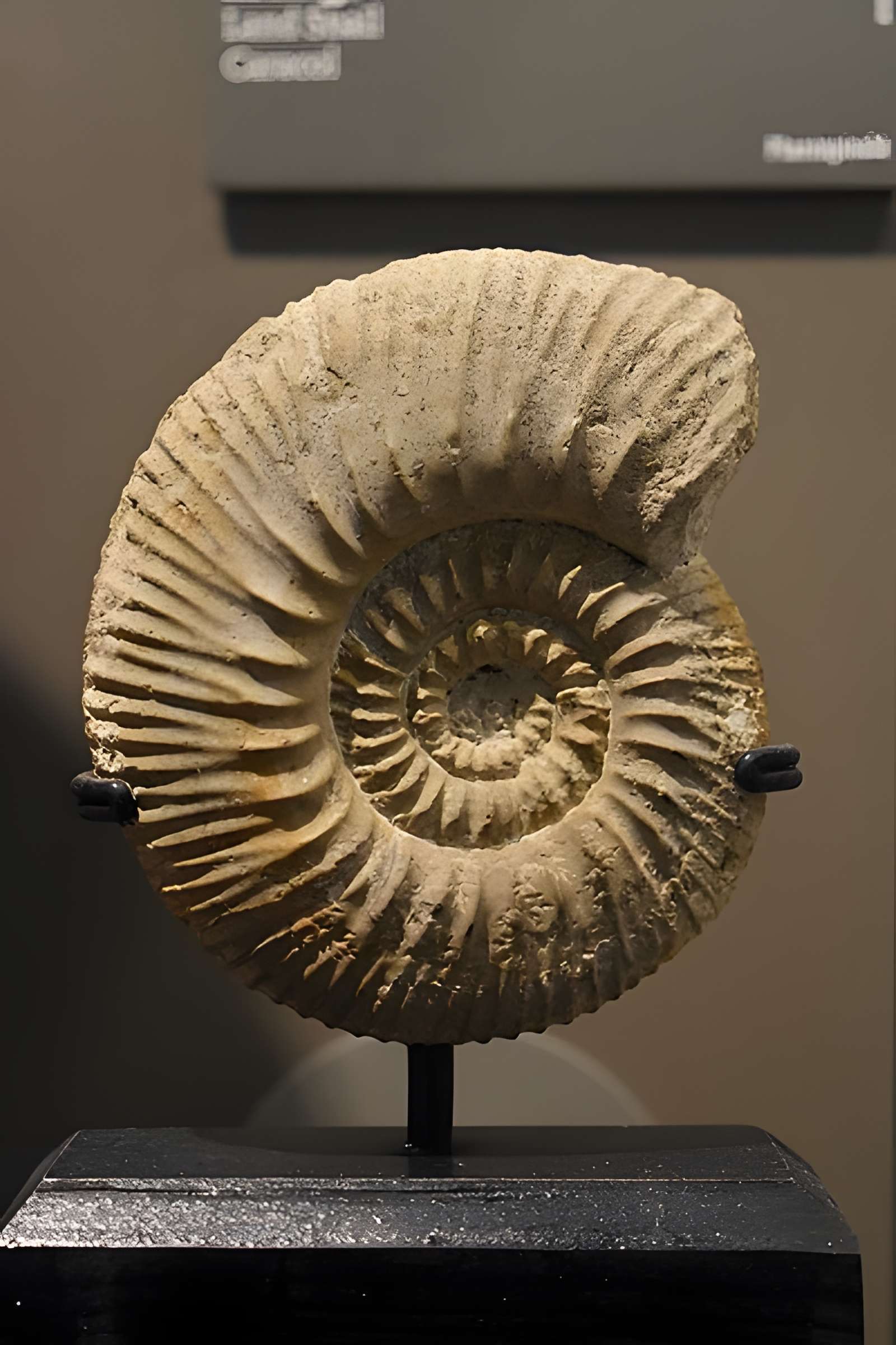 Muséum d'histoire naturelle de Bordeaux