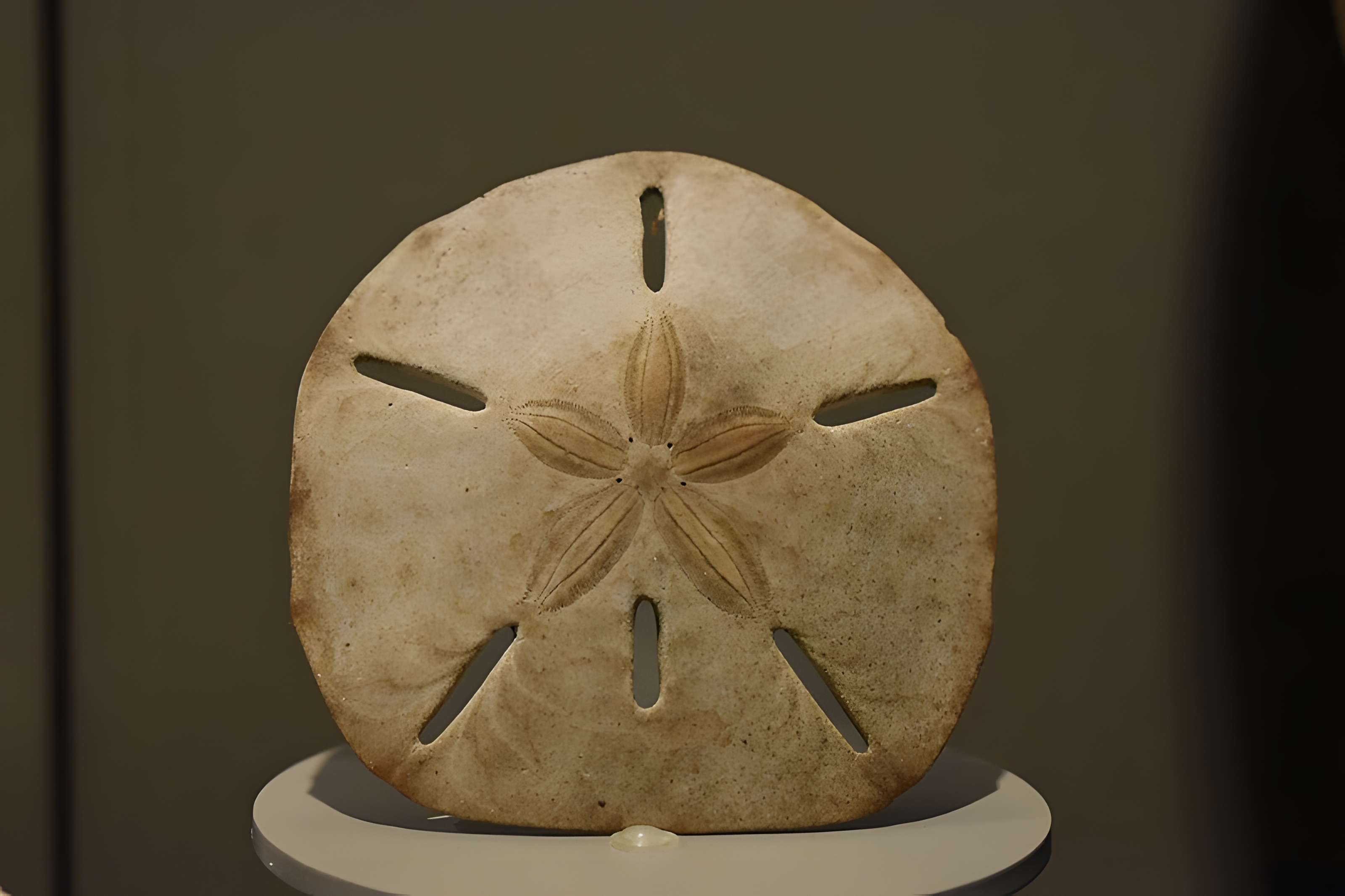 Muséum d'histoire naturelle de Bordeaux