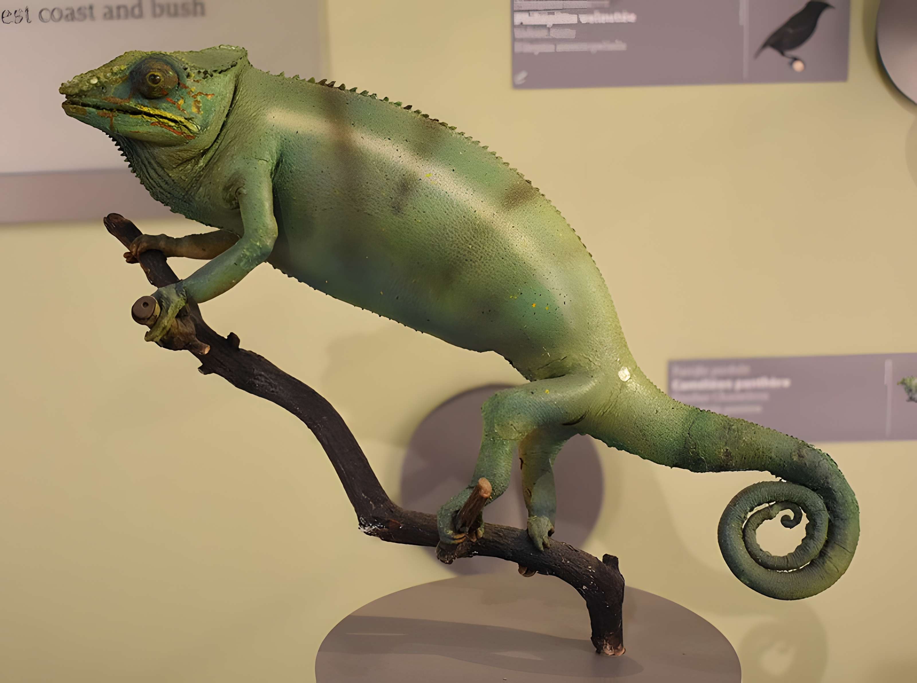 Muséum d'histoire naturelle de Bordeaux