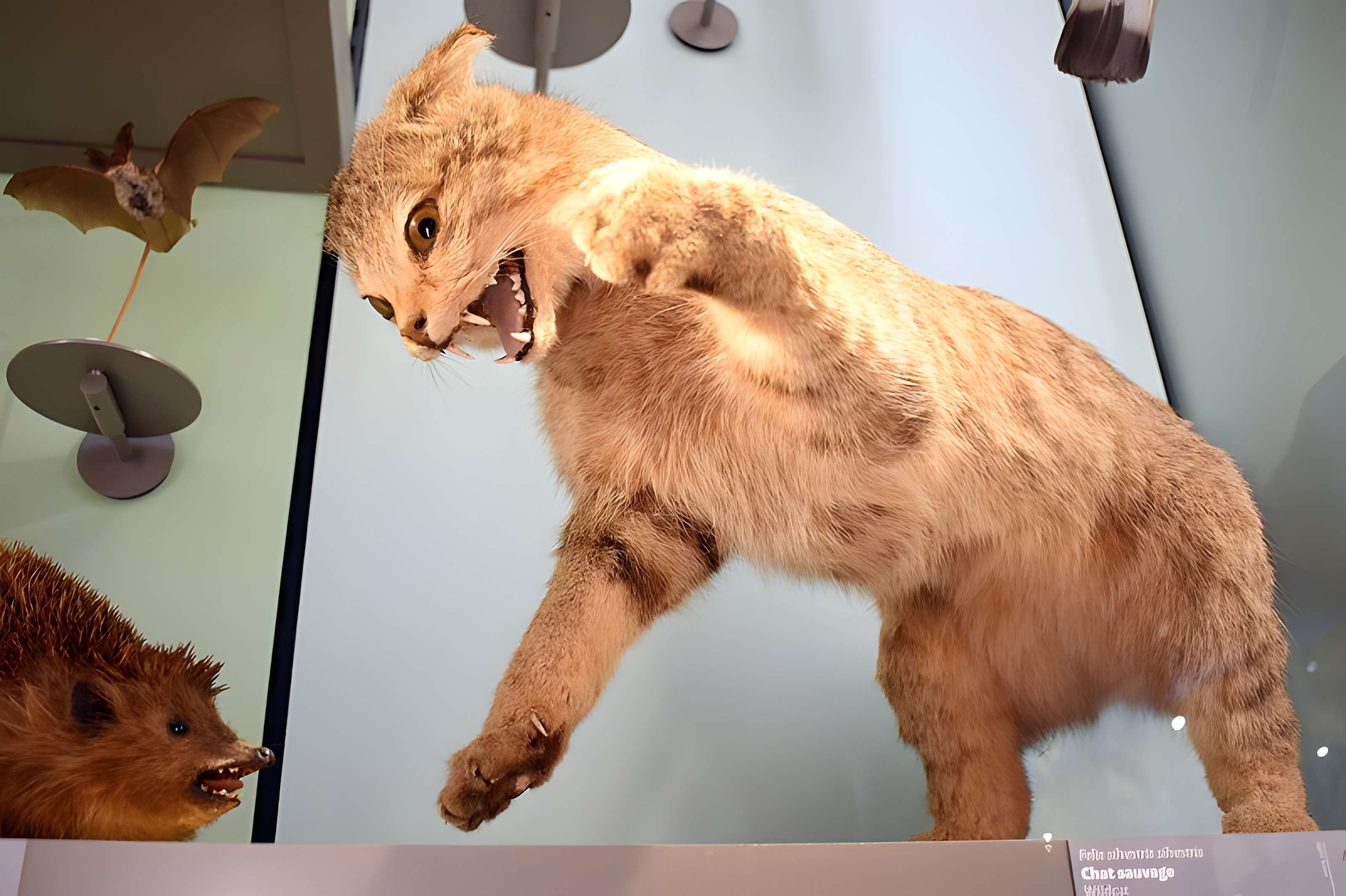 Muséum d'histoire naturelle de Bordeaux