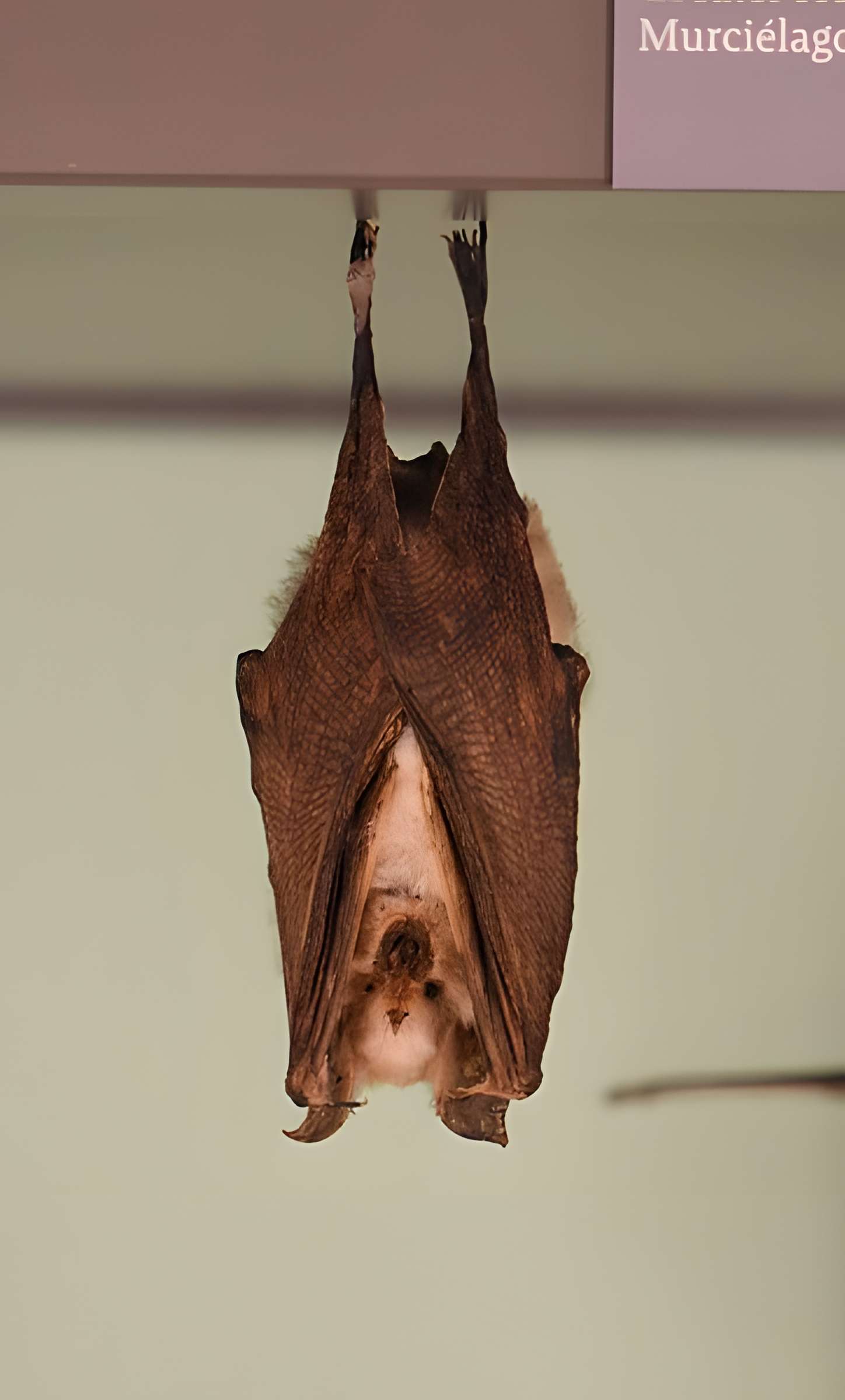 Muséum d'histoire naturelle de Bordeaux