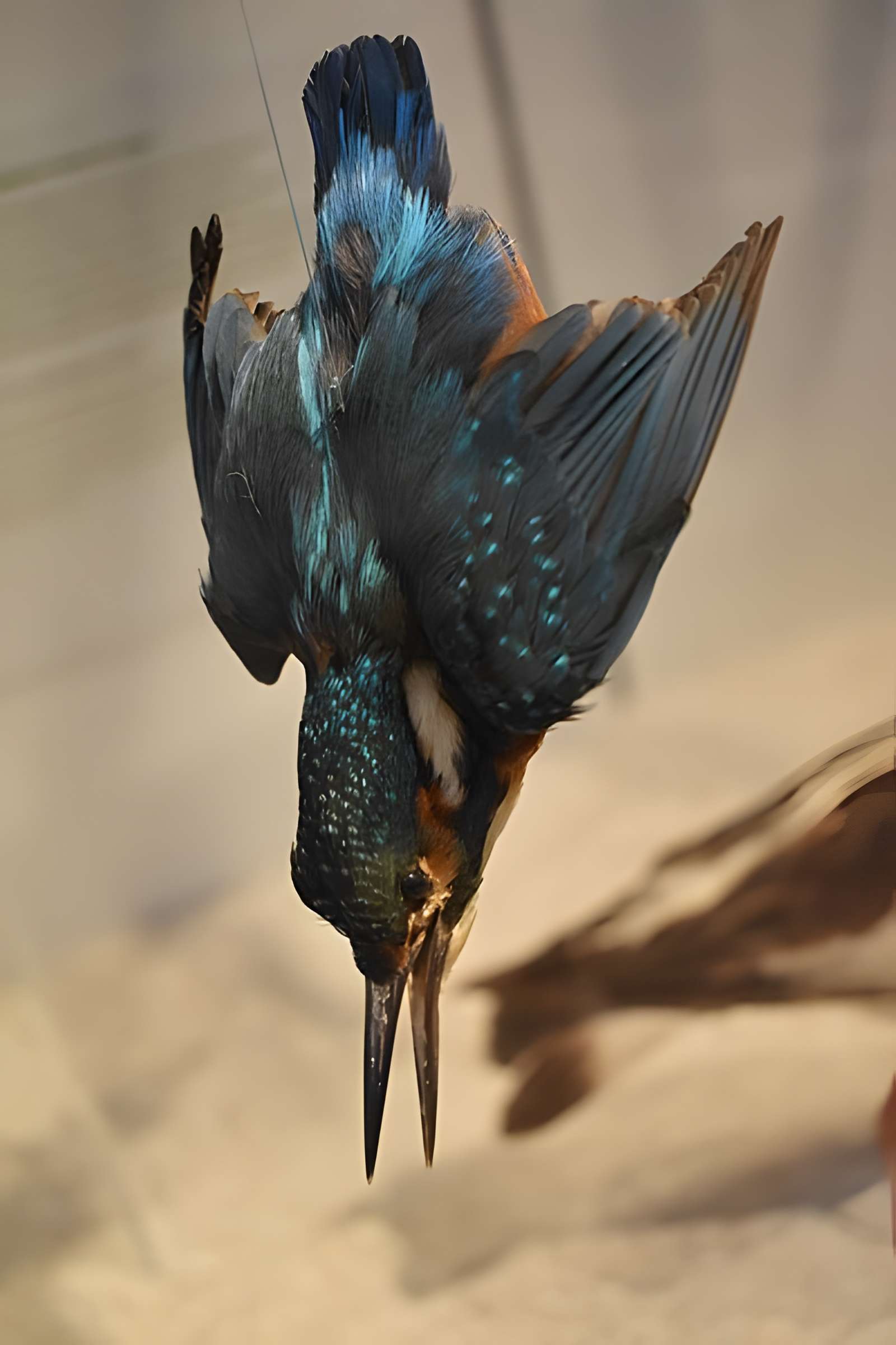 Muséum d'histoire naturelle de Bordeaux