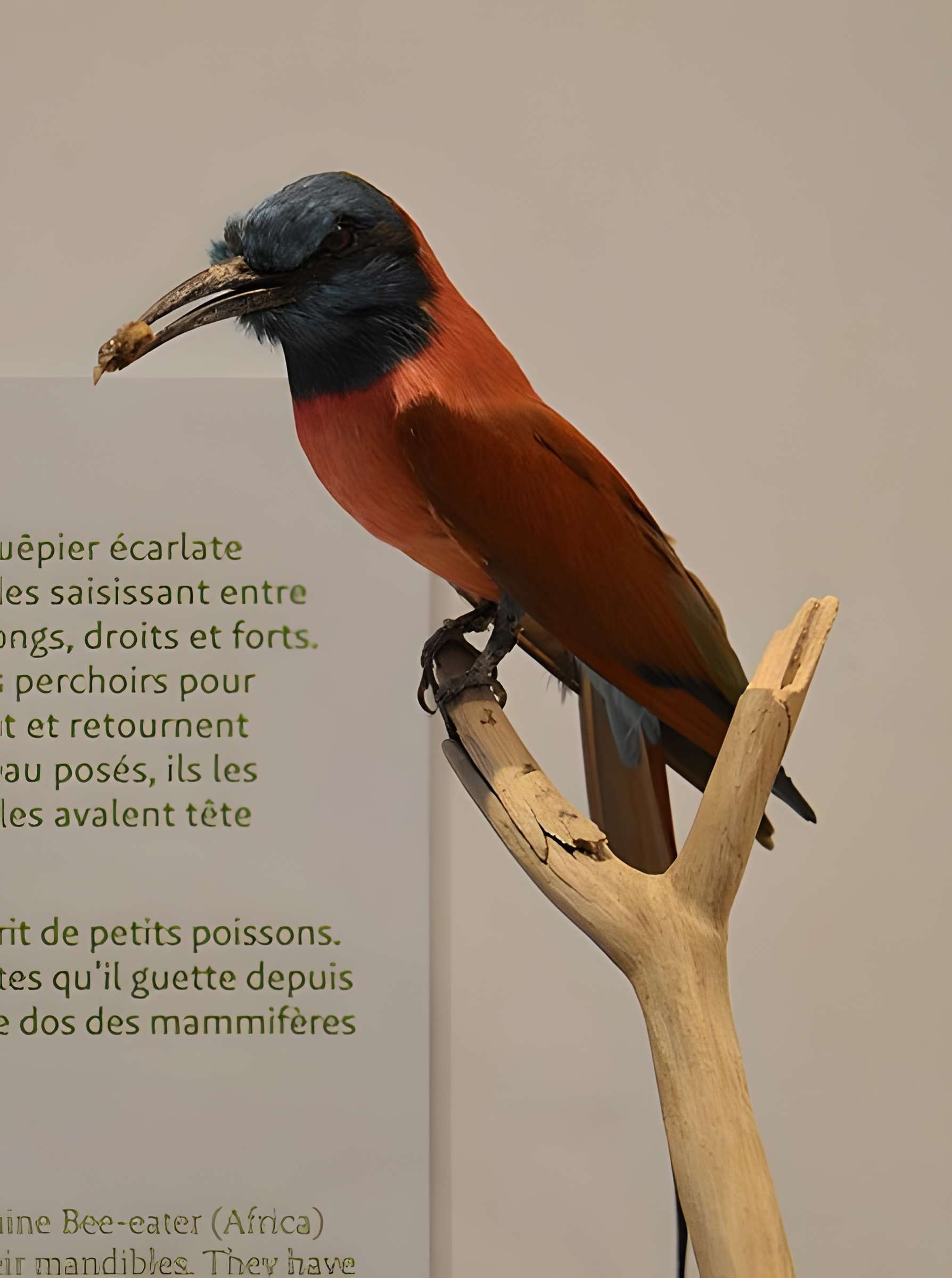 Muséum d'histoire naturelle de Bordeaux