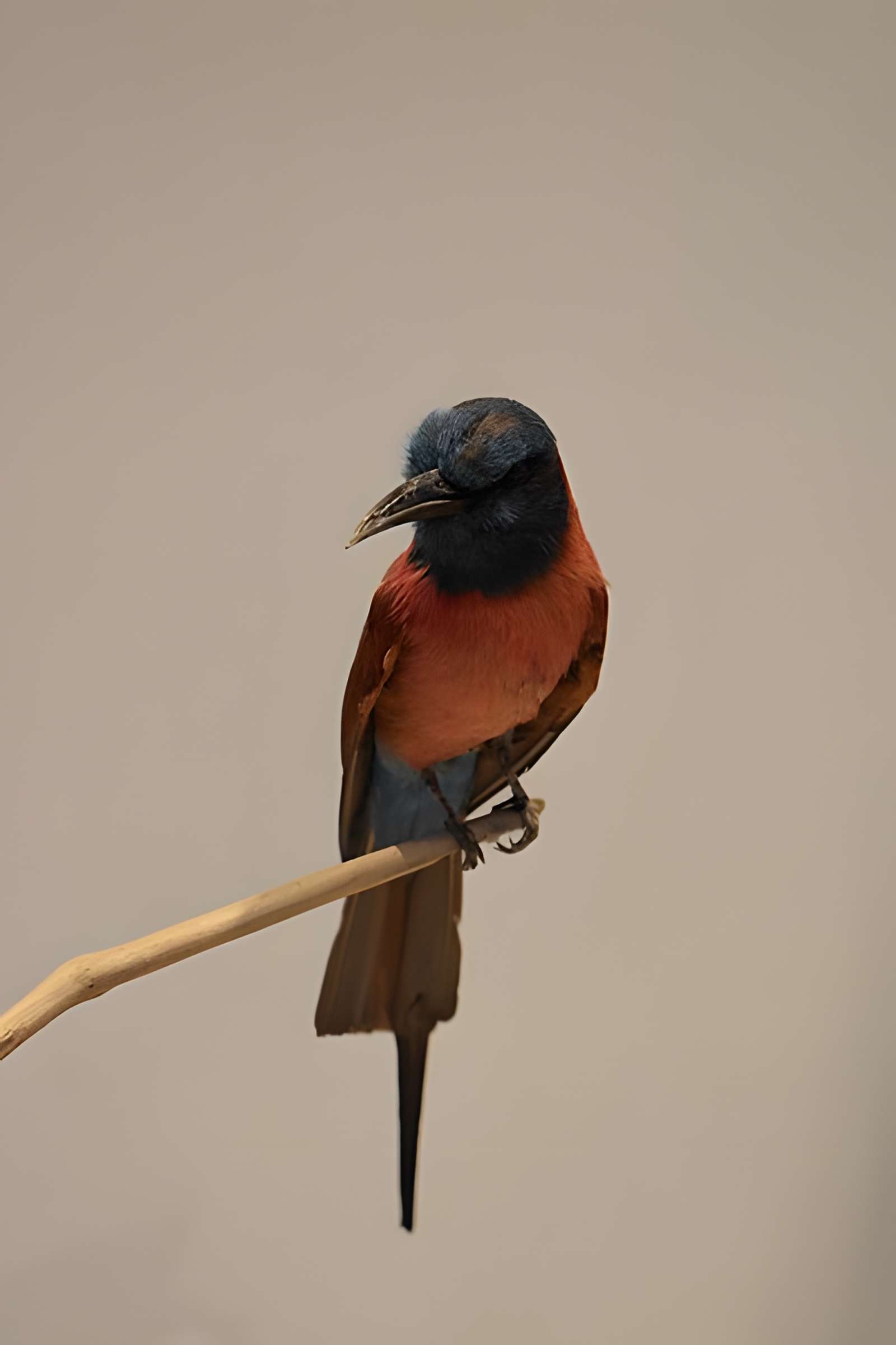 Muséum d'histoire naturelle de Bordeaux