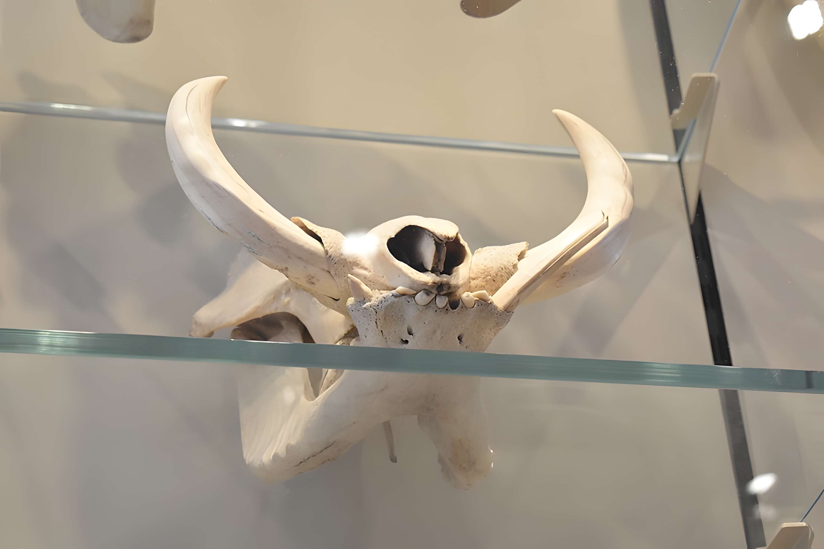 Muséum d'histoire naturelle de Bordeaux