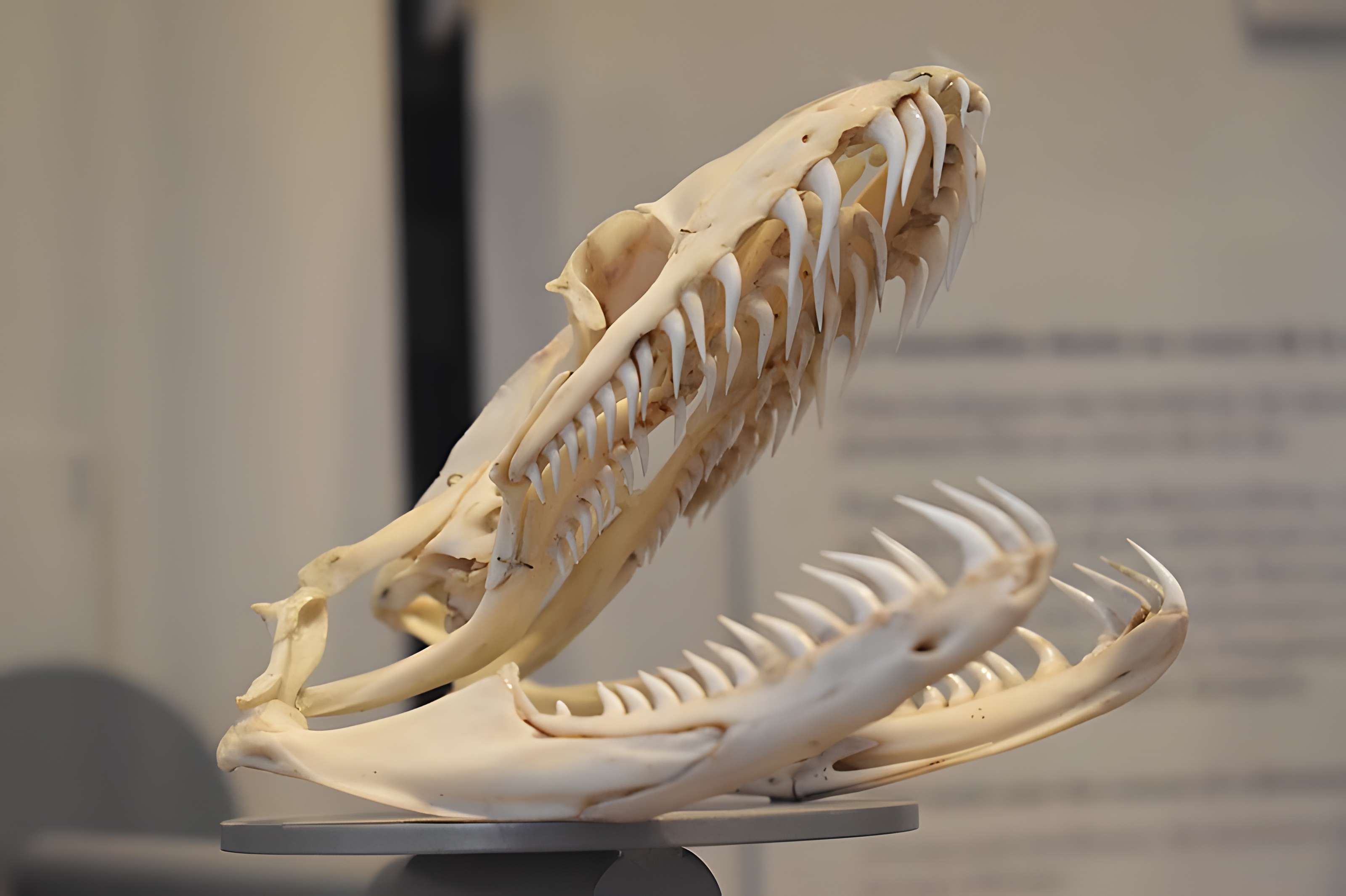 Muséum d'histoire naturelle de Bordeaux