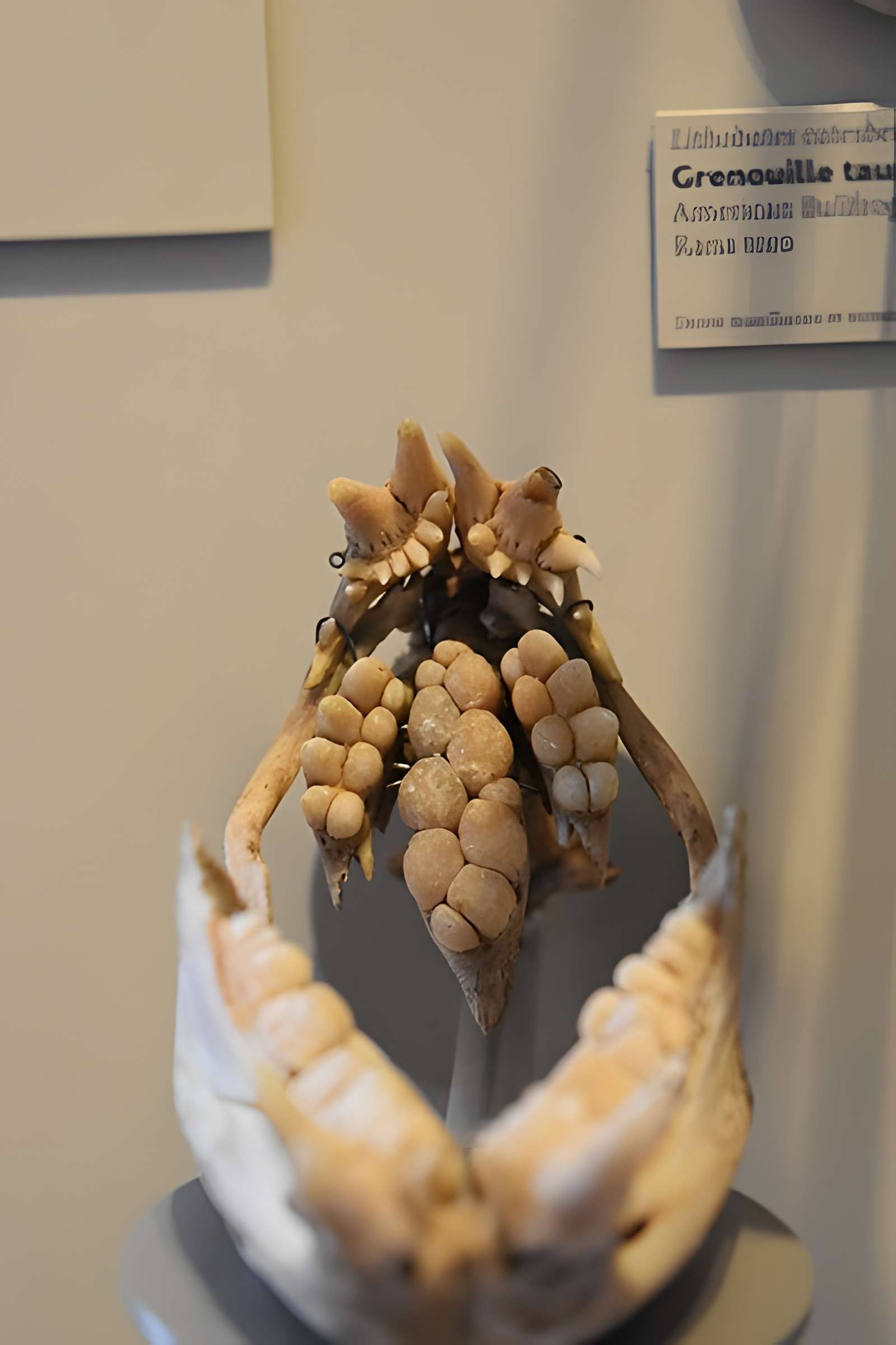 Muséum d'histoire naturelle de Bordeaux