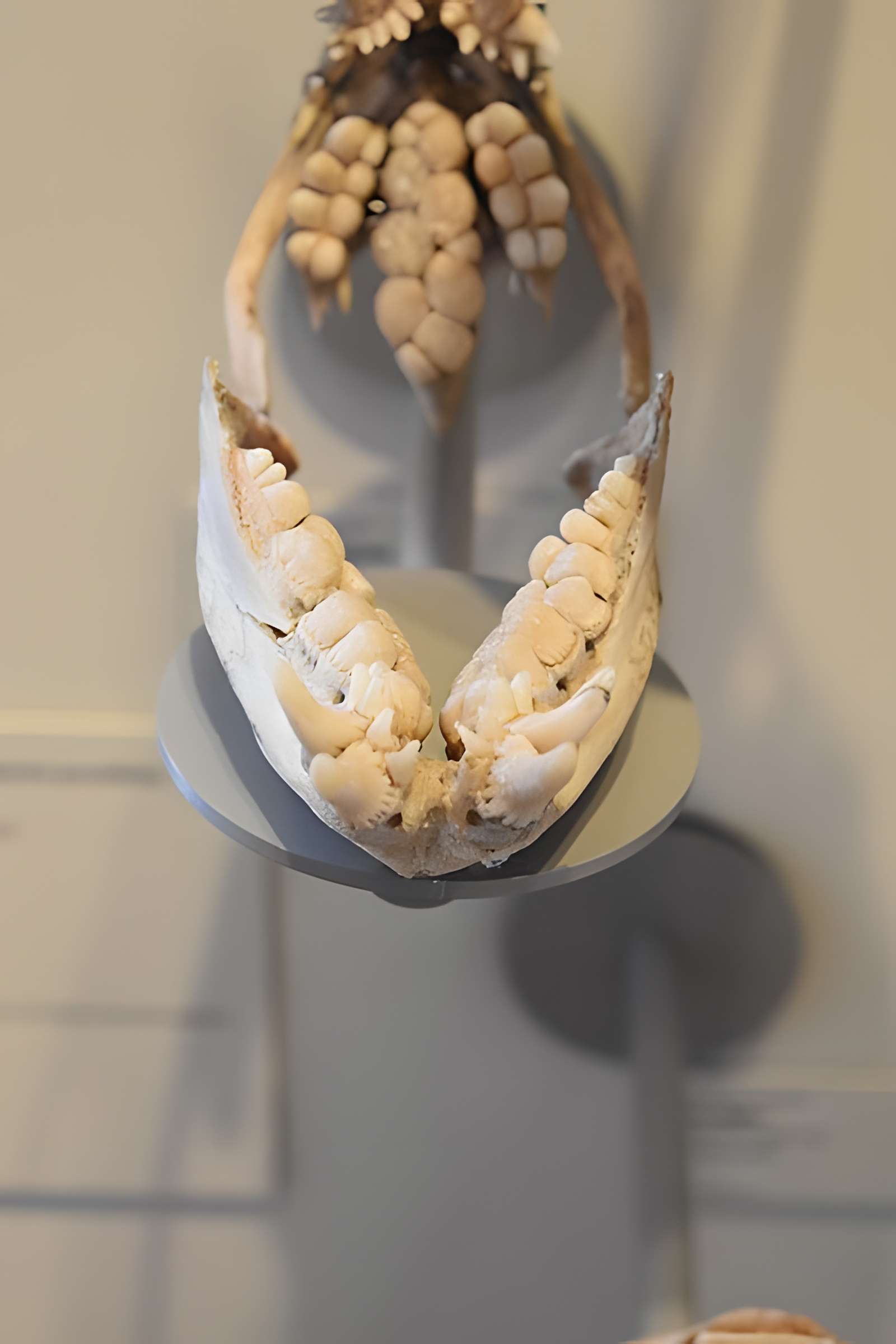 Muséum d'histoire naturelle de Bordeaux