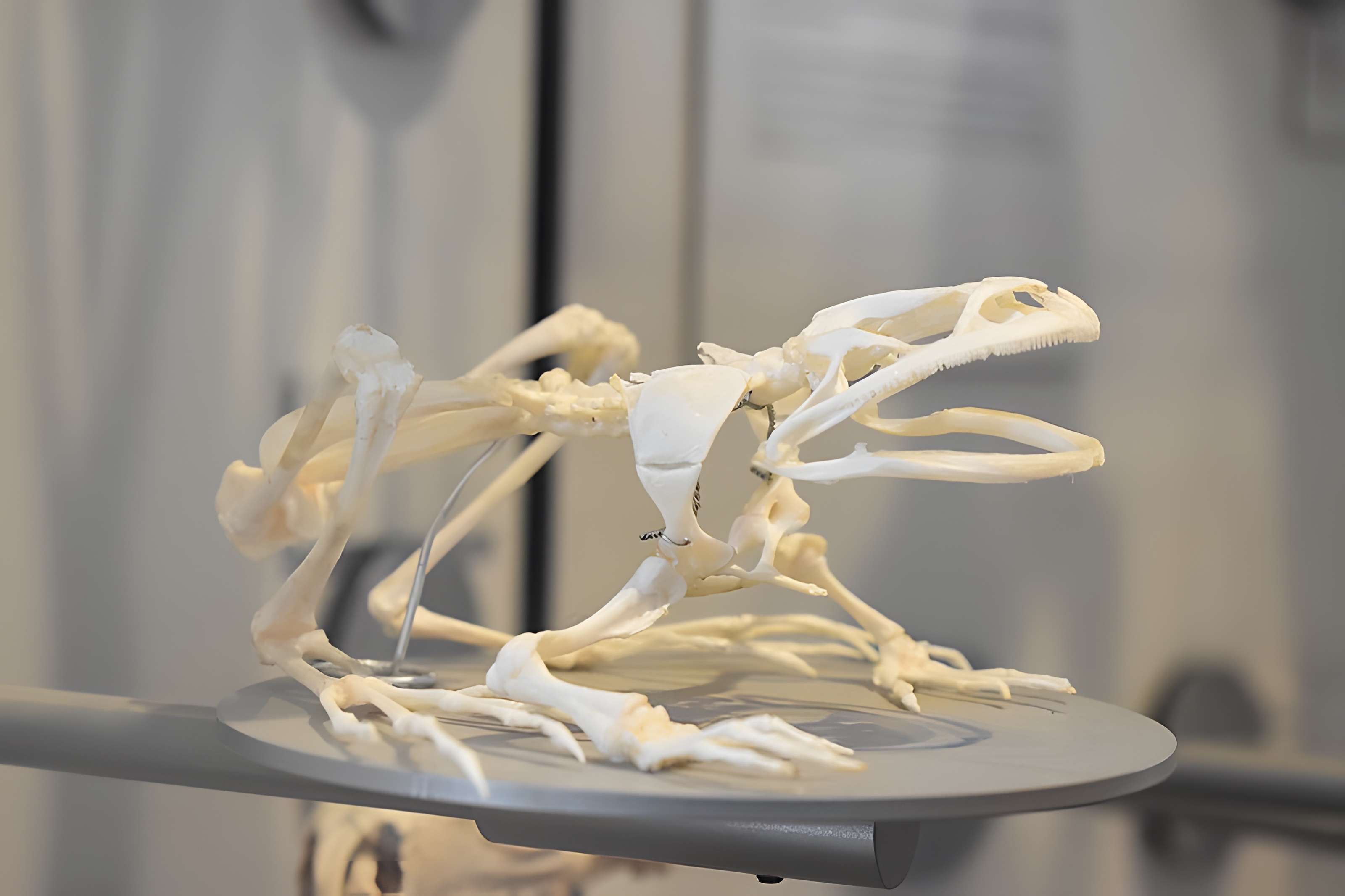 Muséum d'histoire naturelle de Bordeaux