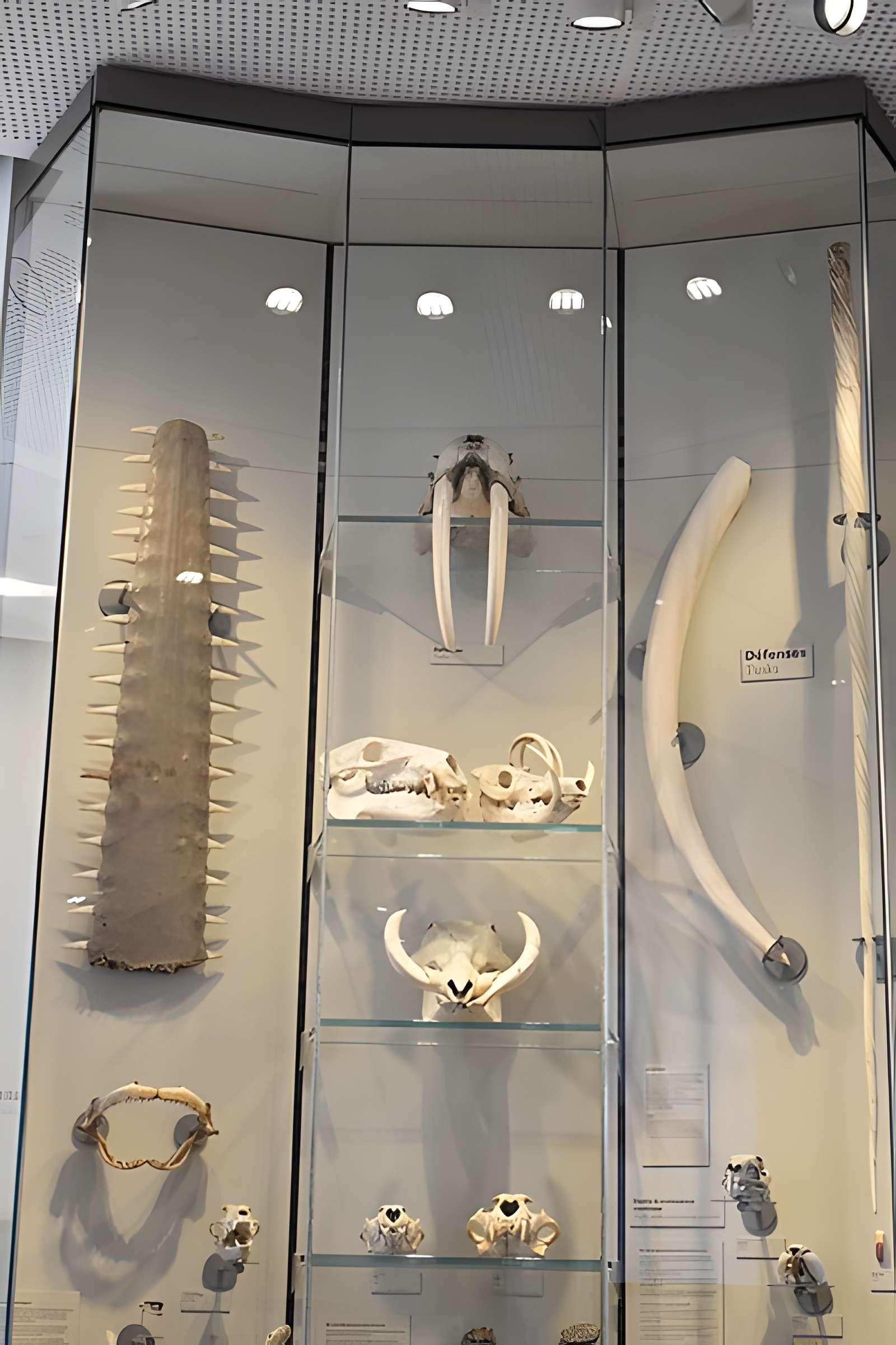 Muséum d'histoire naturelle de Bordeaux