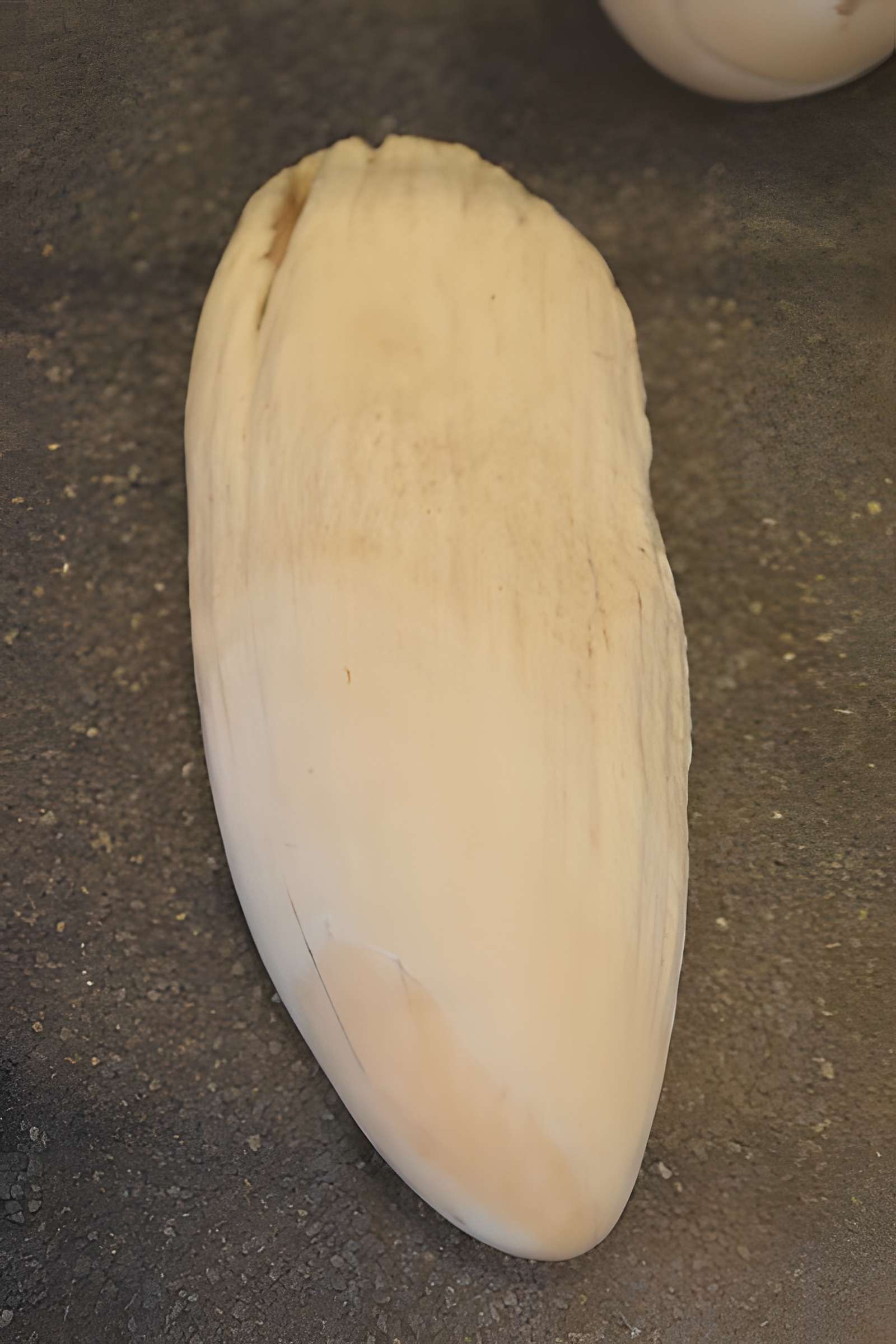 Muséum d'histoire naturelle de Bordeaux