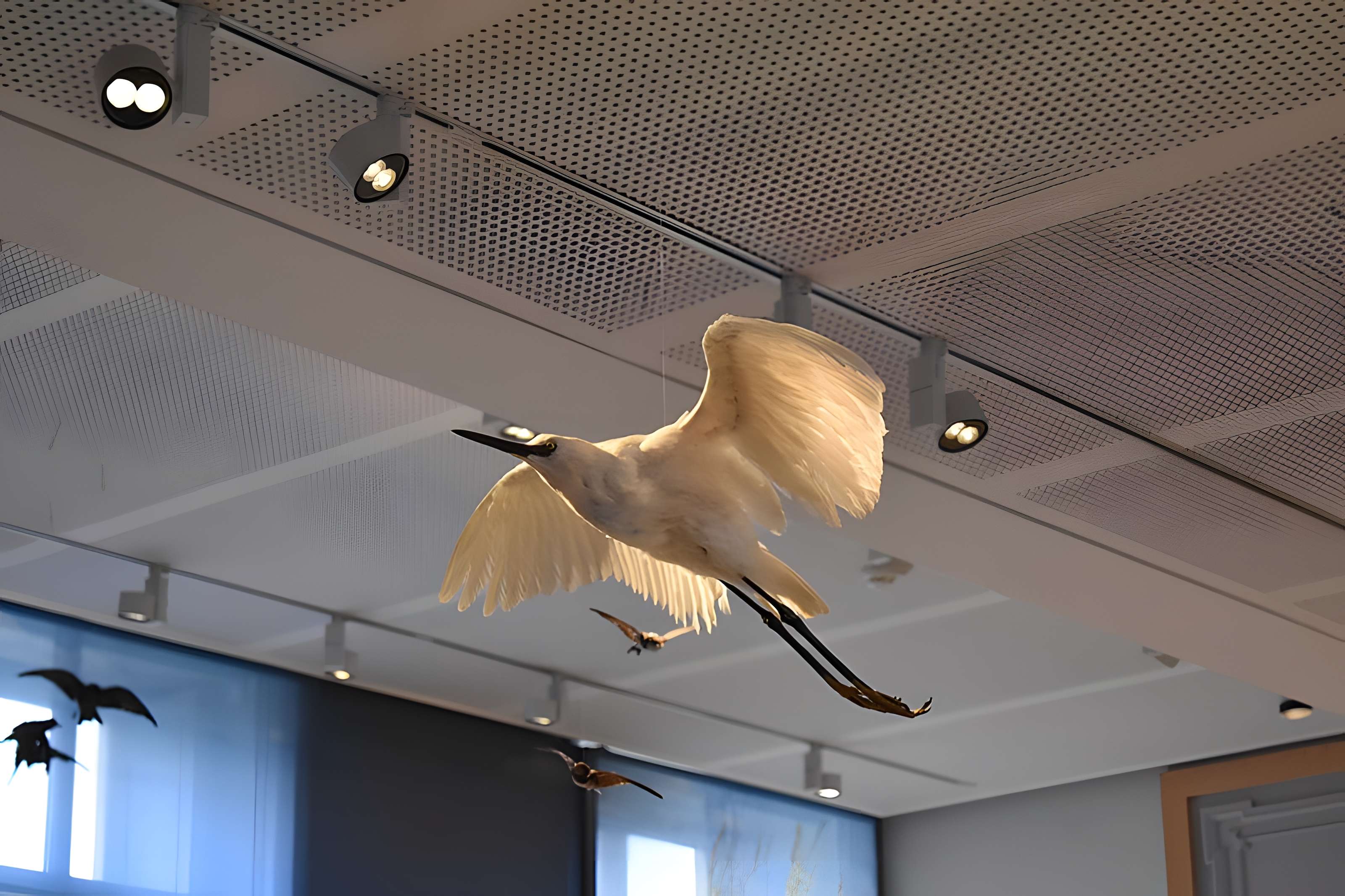 Muséum d'histoire naturelle de Bordeaux