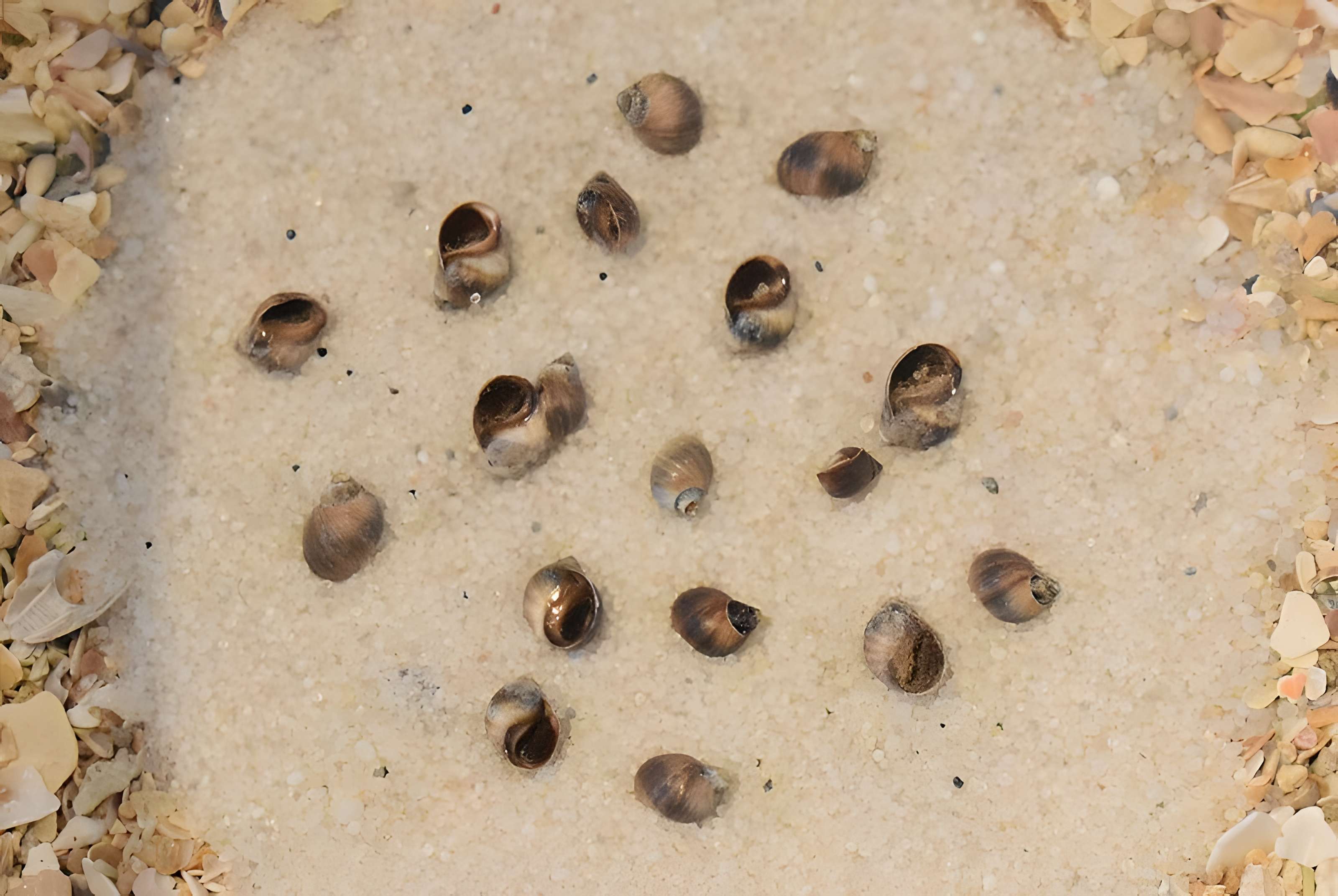 Muséum d'histoire naturelle de Bordeaux